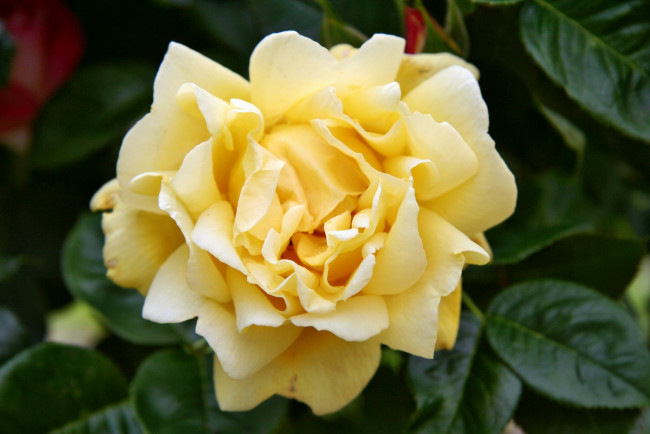 Обои картинки фото цветы, розы, роза, бутон, лепестки