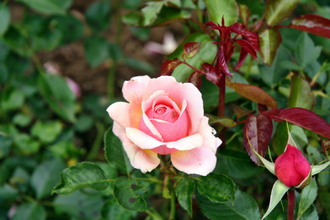 Обои картинки фото цветы, розы, роза, бутон, лепестки