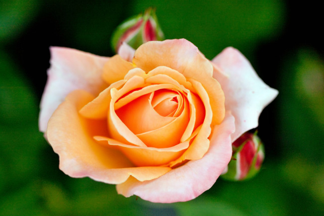 Обои картинки фото цветы, розы, роза, бутон, лепестки