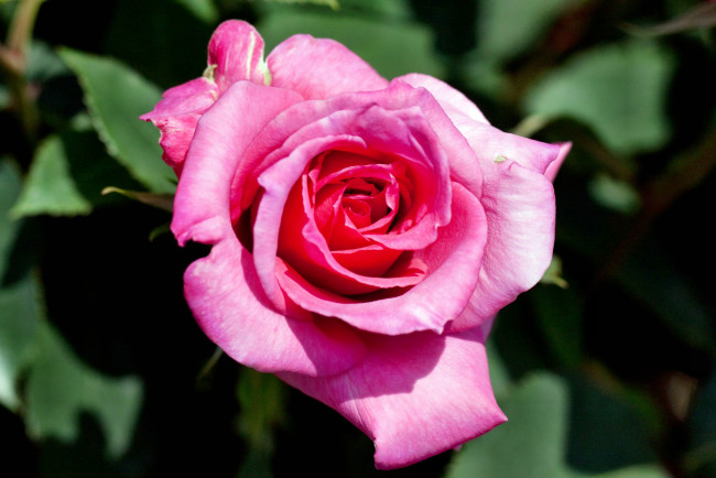 Обои картинки фото цветы, розы, роза, бутон, лепестки