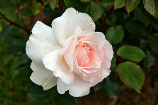 Обои картинки фото цветы, розы, роза, бутон, лепестки