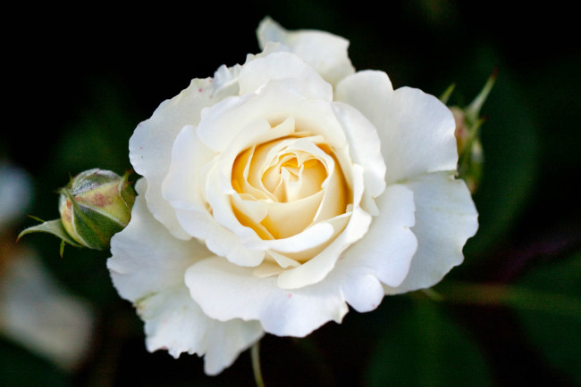 Обои картинки фото цветы, розы, роза, бутон, лепестки