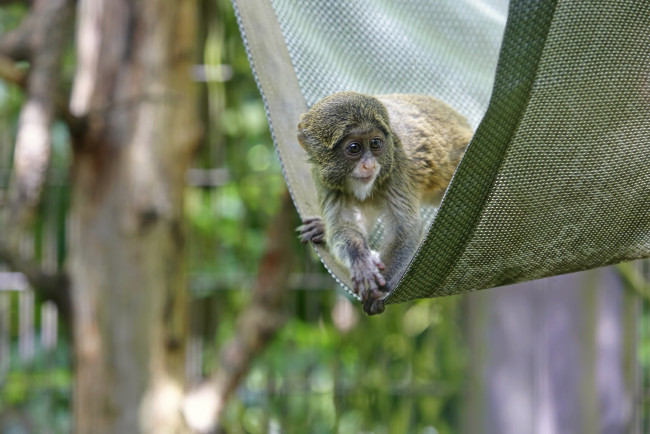 Обои картинки фото животные, обезьяны, мартышка, бразза, детёныш