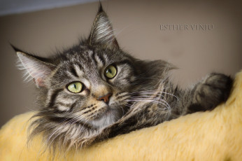 Картинка животные коты лапка ушки усы лежит взгляд коте киса кошка