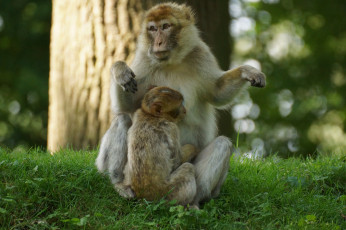 Картинка животные обезьяны объятия зелень трава