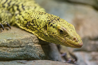 Картинка животные Ящерицы +игуаны +вараны взгляд лапки окрас варан