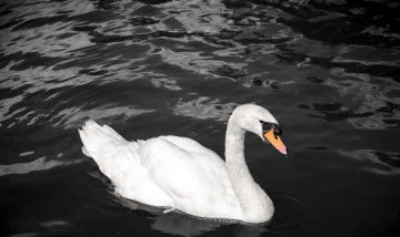 Картинка животные лебеди контраст грация вода белый