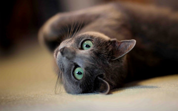 Картинка животные коты cat