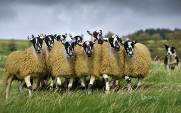 Картинка животные овцы +бараны