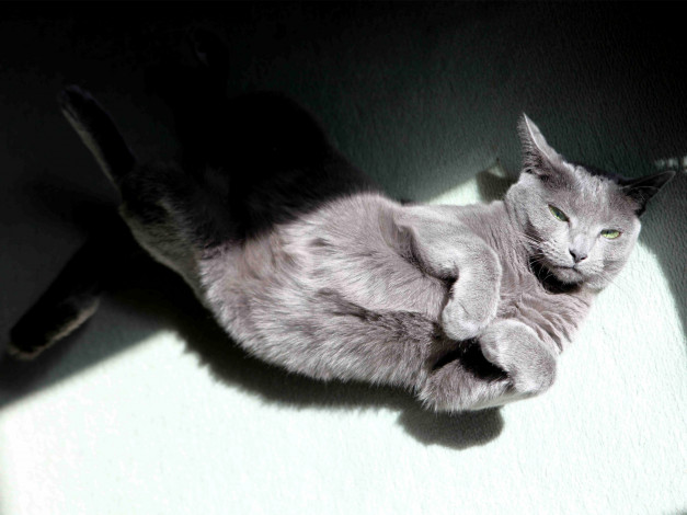 Обои картинки фото животные, коты, cat