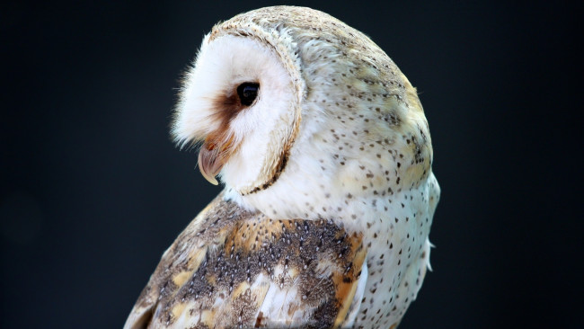 Обои картинки фото животные, совы, сова, чёрный, фон, профиль, птица