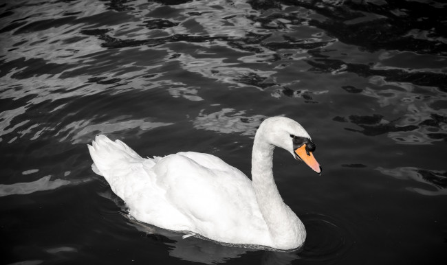 Обои картинки фото животные, лебеди, контраст, грация, вода, белый