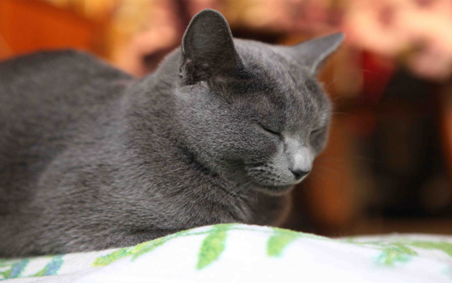 Обои картинки фото животные, коты, cat