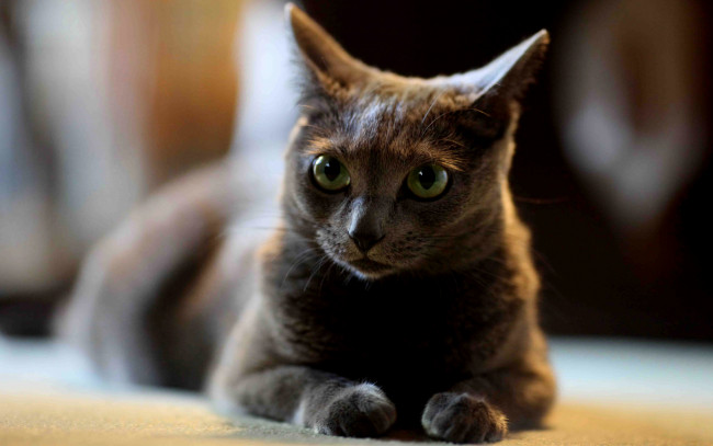 Обои картинки фото животные, коты, cat