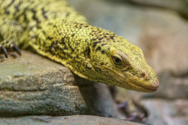 Обои картинки фото животные, Ящерицы,  игуаны,  вараны, взгляд, лапки, окрас, варан