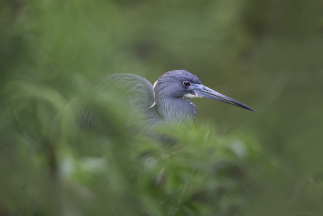 Обои картинки фото животные, цапли,  выпи, отдых, цапля, дерево