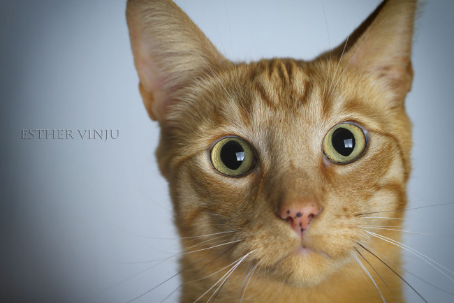 Обои картинки фото животные, коты, ушки, усы, лежит, взгляд, коте, кот, кошка, киса