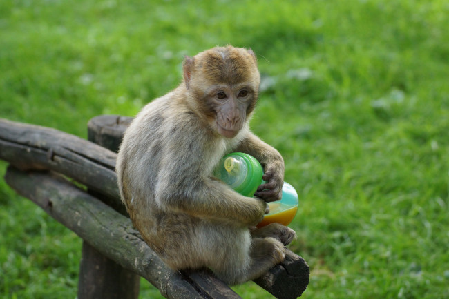 Обои картинки фото животные, обезьяны, гримаса, поилка, зелень, трава, обезьяна