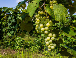 Картинка природа Ягоды +виноград лоза