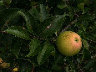 Картинка природа плоды яблоко