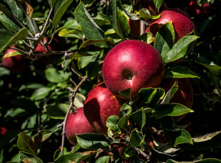 Картинка природа плоды яблоки