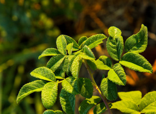 Картинка природа листья роса блеск