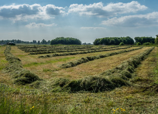 Картинка природа поля поле покос