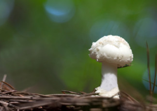 Картинка природа грибы гриб