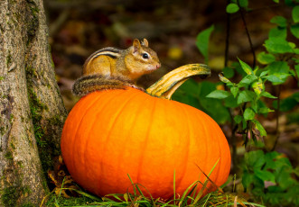 Картинка на+зиму+хватит+ животные бурундуки бурундучок тыква