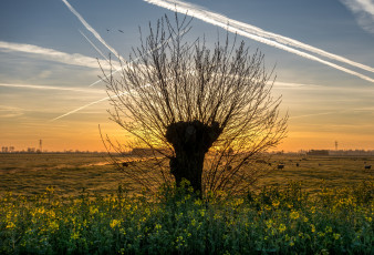 Картинка природа деревья рассвет