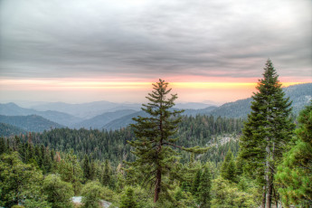 Картинка природа деревья леса горы