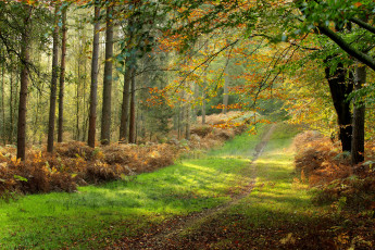 Картинка природа дороги тропинка лес