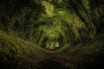 Картинка природа дороги тропинка свод кроны деревья