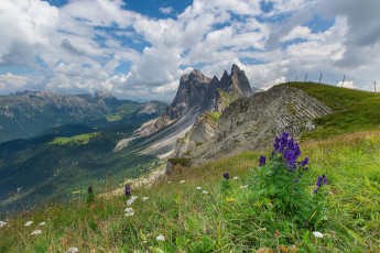 Картинка природа горы пики цветы трава