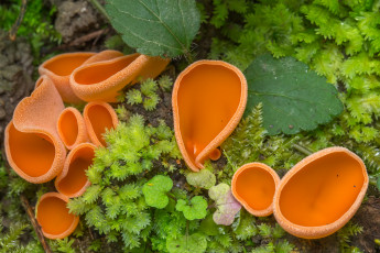 Картинка природа грибы макро