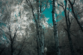 Картинка природа деревья обработка берёзы лес