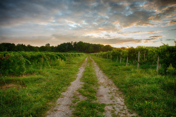 Картинка природа дороги колея виноградник
