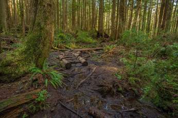 Картинка природа дороги ручей тропинка лес