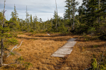 Картинка природа дороги тропинка ели