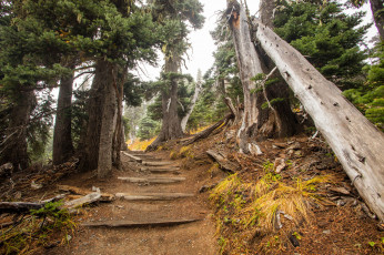 Картинка природа дороги тропинка лес