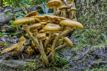 Картинка природа грибы опята