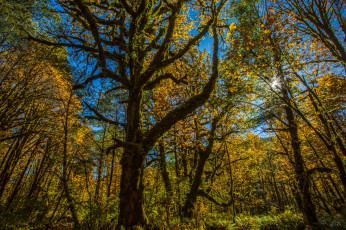 Картинка природа лес осень