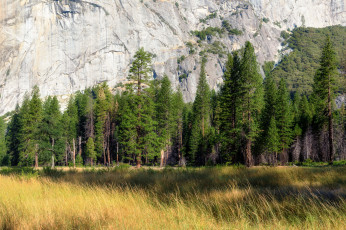 Картинка природа лес трава ели скалы