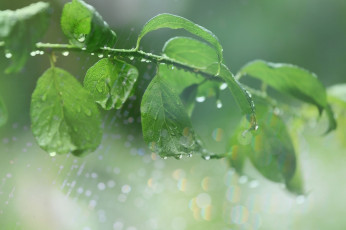 Картинка природа листья паутина макро капли