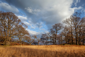 Картинка природа пейзажи деревья трава поляна