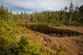 Картинка природа реки озера лес река