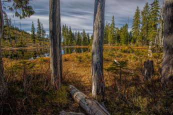 Картинка природа реки озера река лес