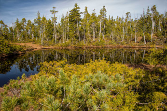 Картинка природа реки озера река лес