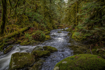 Картинка природа реки озера река лес