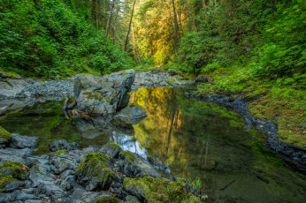 Картинка природа реки озера река лес